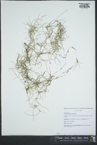 Tillandsia usneoides image