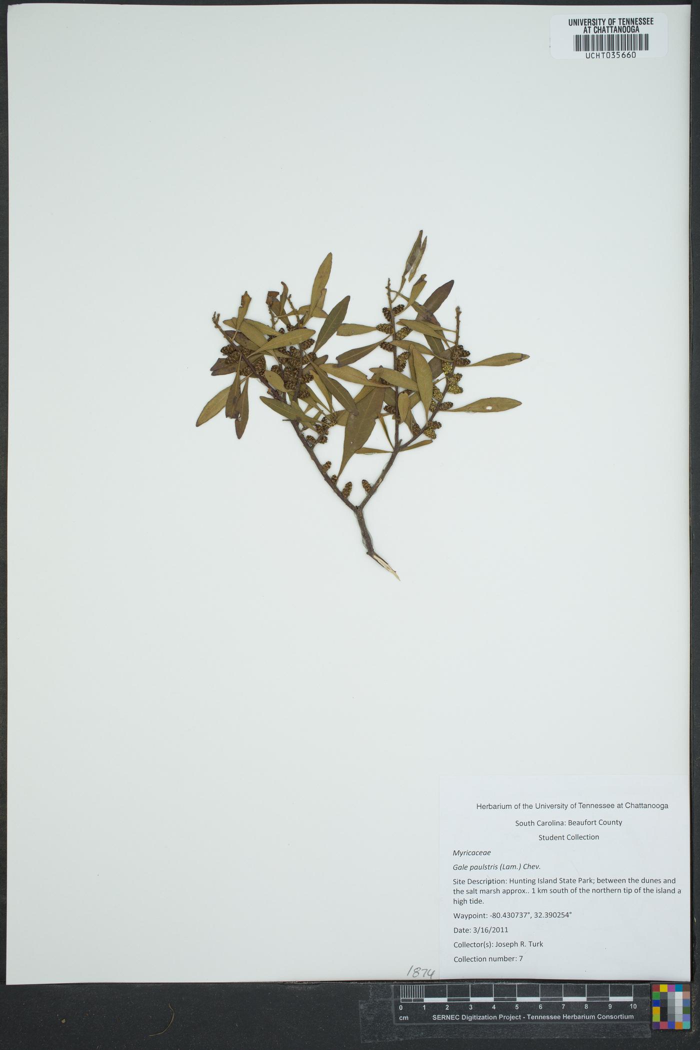 Gale palustris image