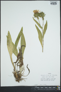 Stokesia laevis image