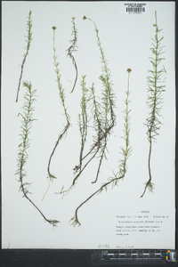 Sclerolepis uniflora image