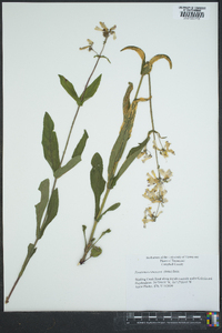 Penstemon canescens image