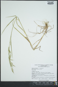 Bromus arvensis image