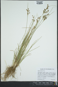 Juncus interior image