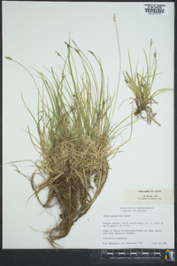 Carex peckii image