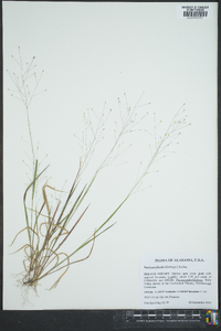 Panicum flexile image