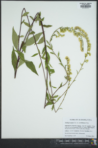 Solidago arguta var. caroliniana image