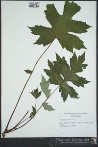 Hydrophyllum canadense image