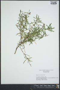 Hypericum densiflorum image