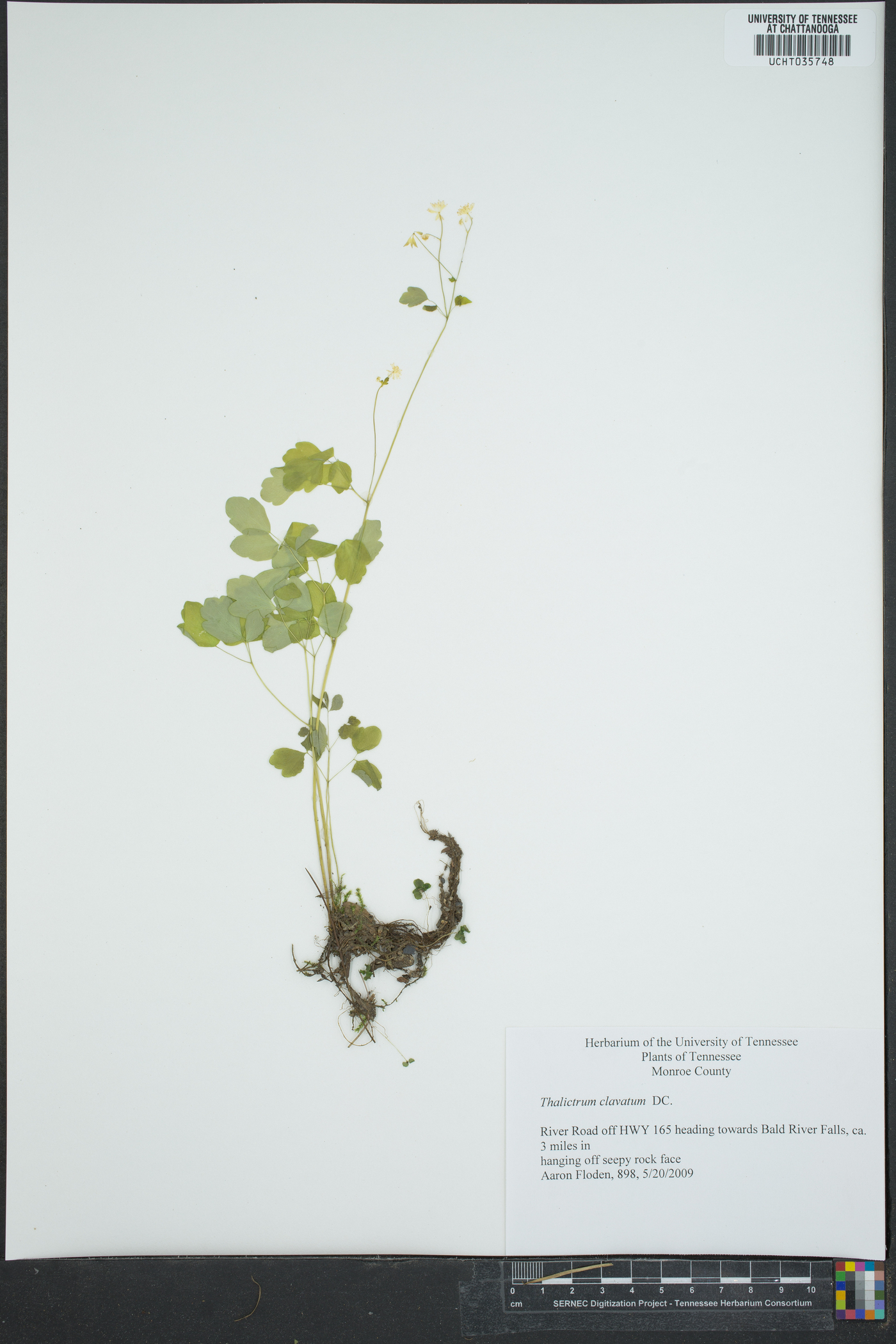 Thalictrum clavatum image