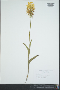 Platanthera ciliaris image