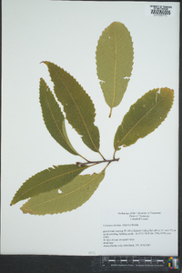 Castanea dentata image