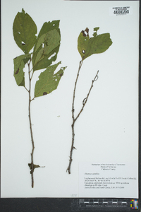 Rhamnus alnifolia image