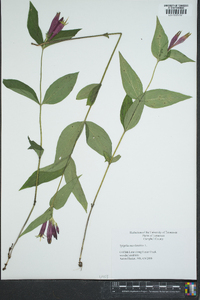 Spigelia marilandica image