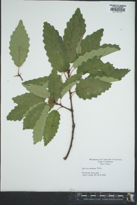 Quercus montana image