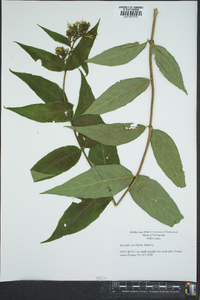 Diervilla sessilifolia image