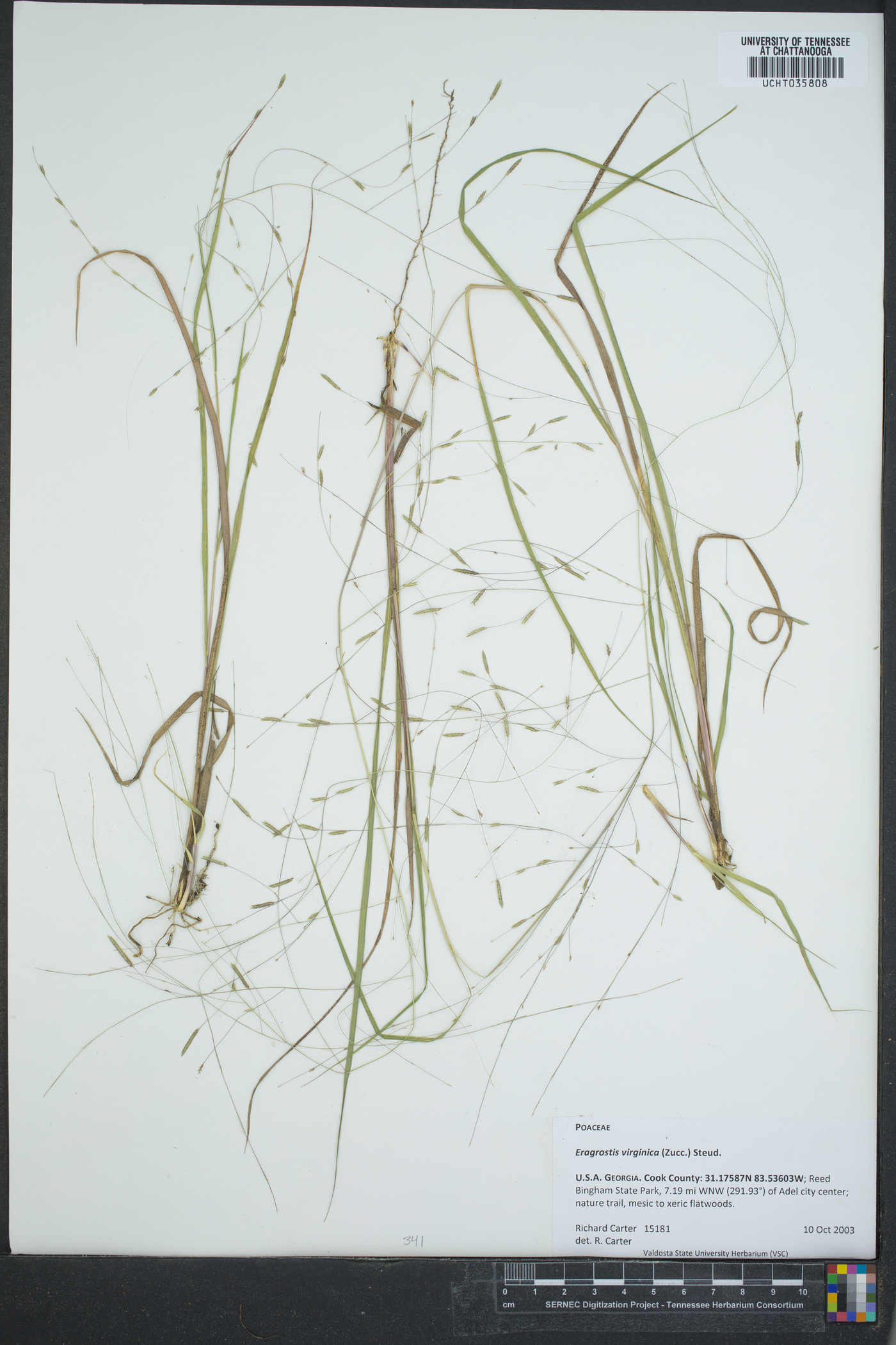 Eragrostis virginica image