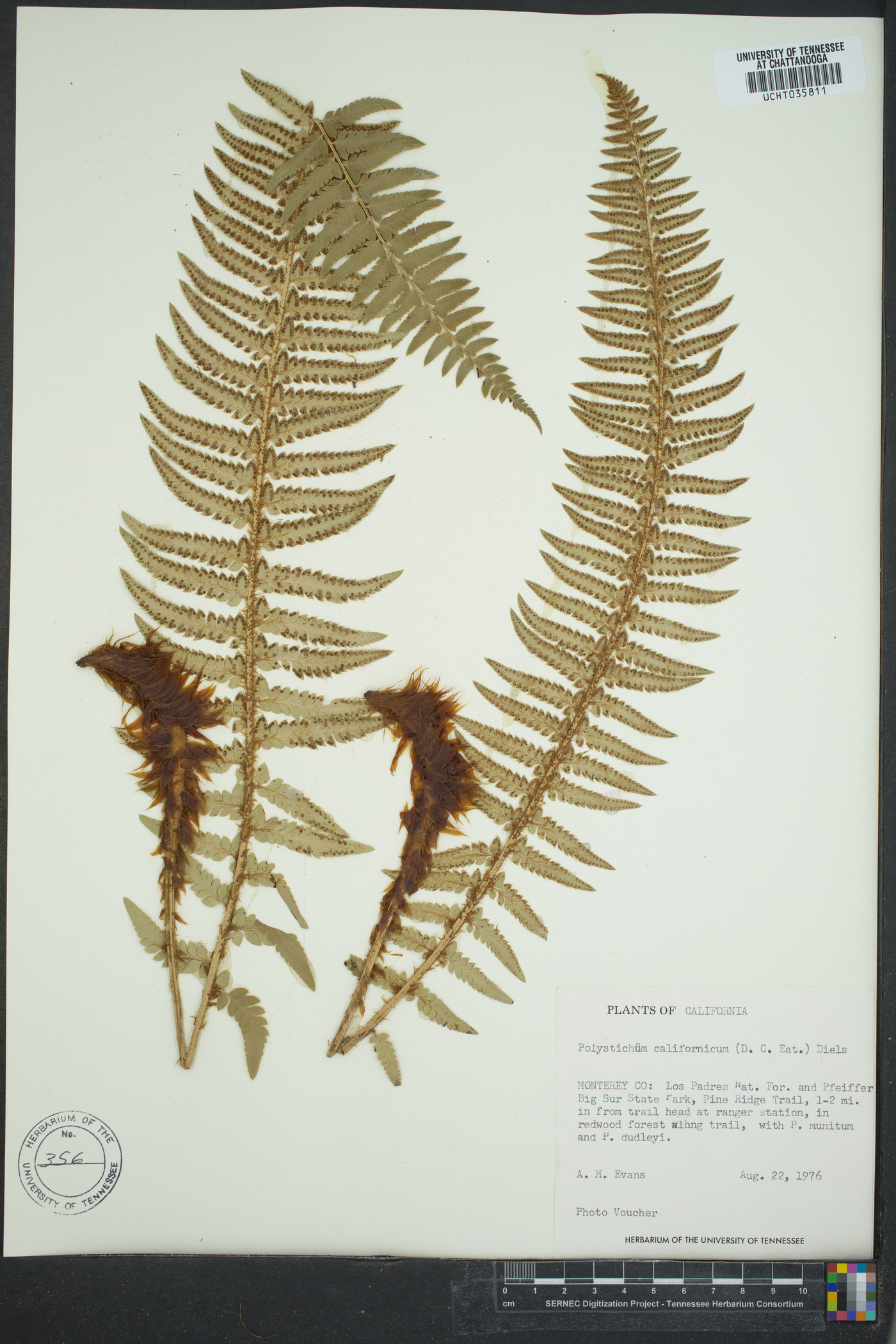 Polystichum californicum image