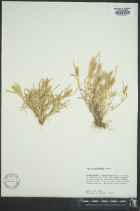 Poa arachnifera image