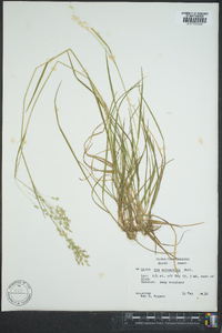 Poa autumnalis image