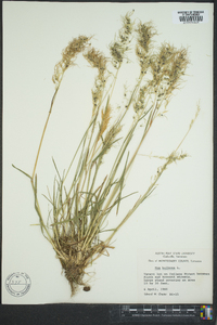 Poa bulbosa image