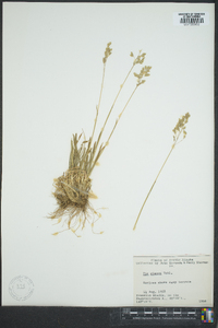 Poa glauca image