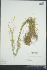 Poa sylvestris image