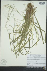 Poa sylvestris image