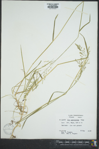 Poa sylvestris image