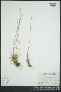 Festuca brachyphylla image