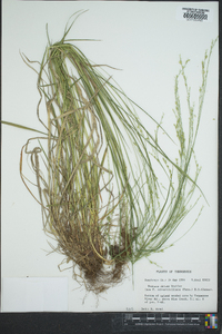 Festuca obtusa image