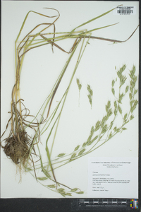 Bromus commutatus image