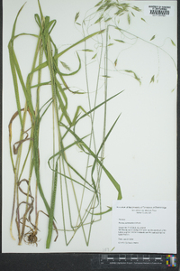 Bromus commutatus image