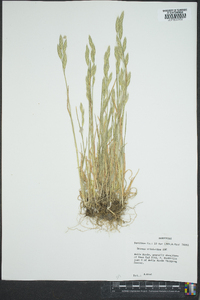 Bromus catharticus image