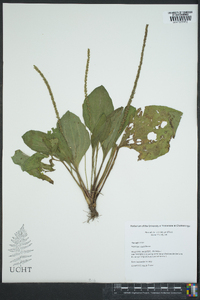 Plantago rugelii image