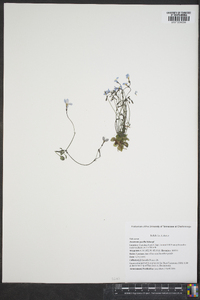 Houstonia pusilla image