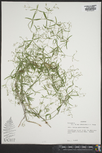 Galium arkansanum image