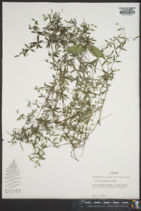 Galium uniflorum image