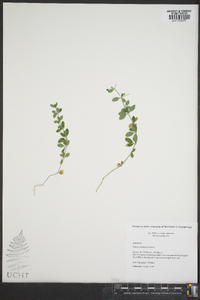 Galium orizabense image