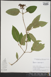 Viburnum cassinoides image