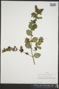 Symphoricarpos orbiculatus image