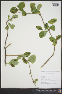 Lonicera dioica image