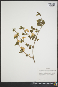 Lonicera fragrantissima image