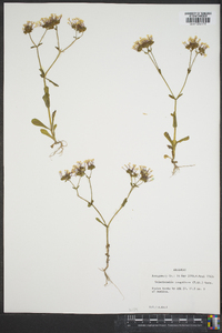 Valerianella longiflora image