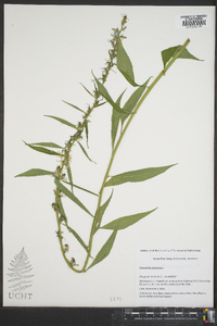 Campanulastrum americanum image