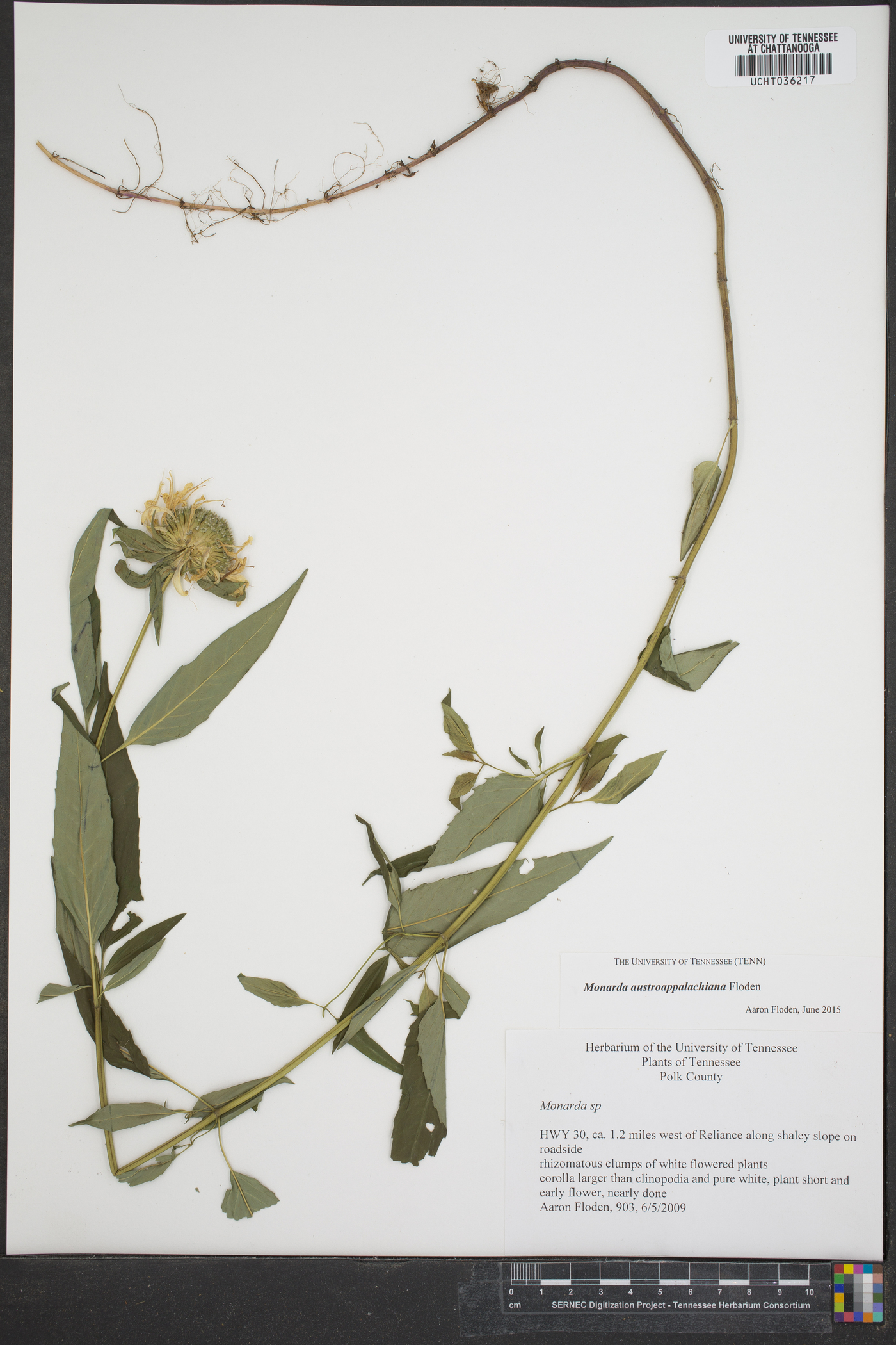 Monarda austroappalachiana image