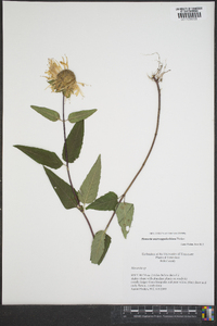 Monarda austroappalachiana image