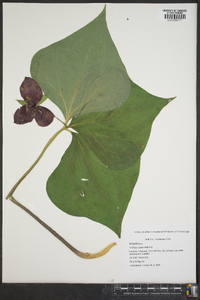 Trillium vaseyi image