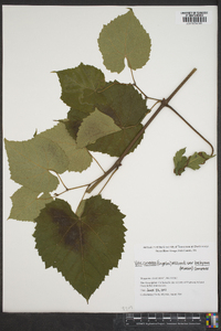 Vitis cinerea image