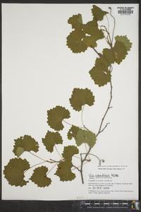 Vitis rotundifolia image