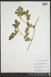 Rubus flagellaris image